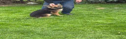 German Shepherd dogs for sale: 5 month old German Shepherd  - Advert 6