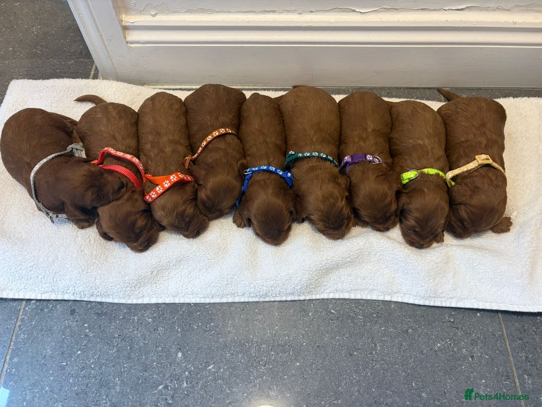 Cockapoo dogs for sale: FOX RED COCKAPOOS ⭐️⭐️ - Image 4