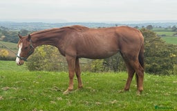 Irish Sports horses for sale: Twyncynnfig Royal Flush  - Image 4