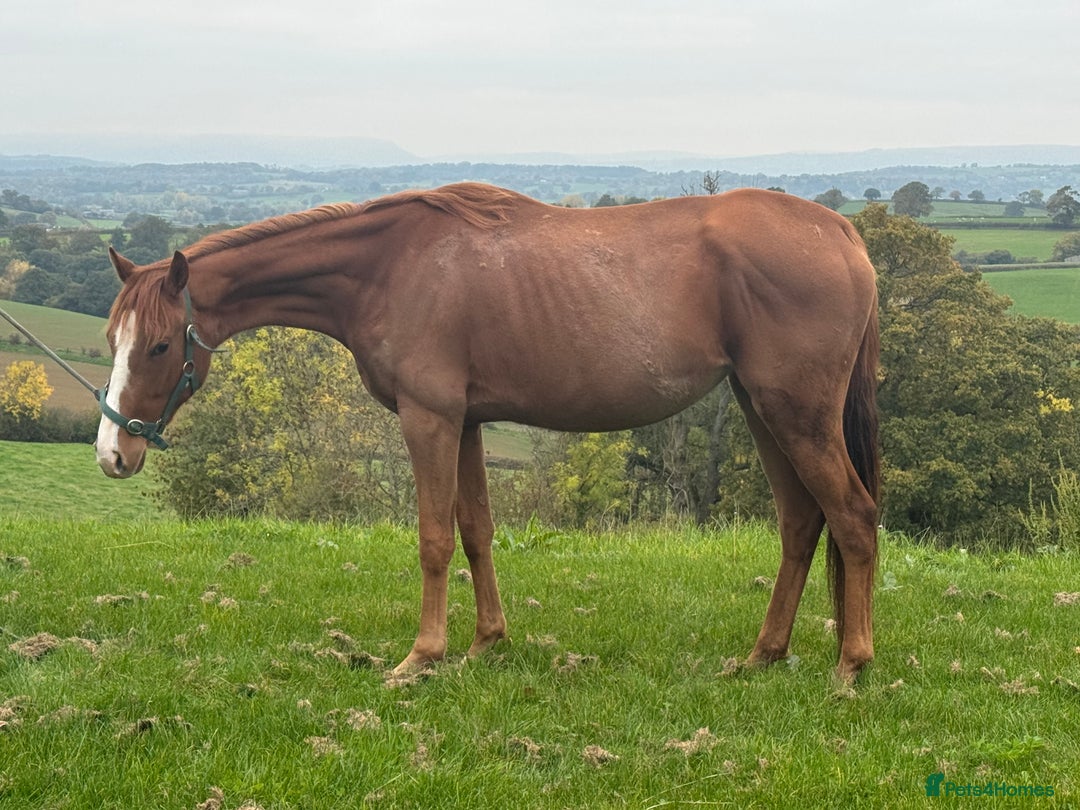 Irish Sports horses for sale: Twyncynnfig Royal Flush  - Image 4