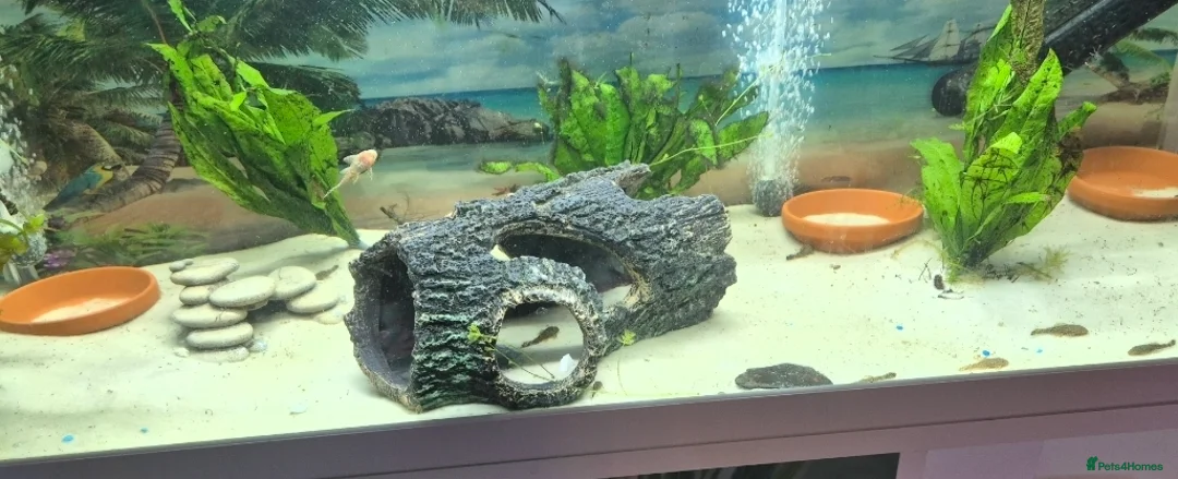 Plecos fish for sale: Bristlenose pleco juvenile  - Advert 8