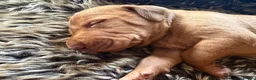 Hungarian Vizsla dogs for sale: Ready this weekend Beautiful litter.  - Advert 36
