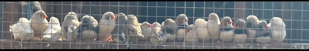 Finches birds for sale: Mixed zebra finches  - Advert 1