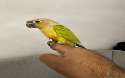 Parakeets birds for sale: Baby silly tame hand reared conures  - Image 3