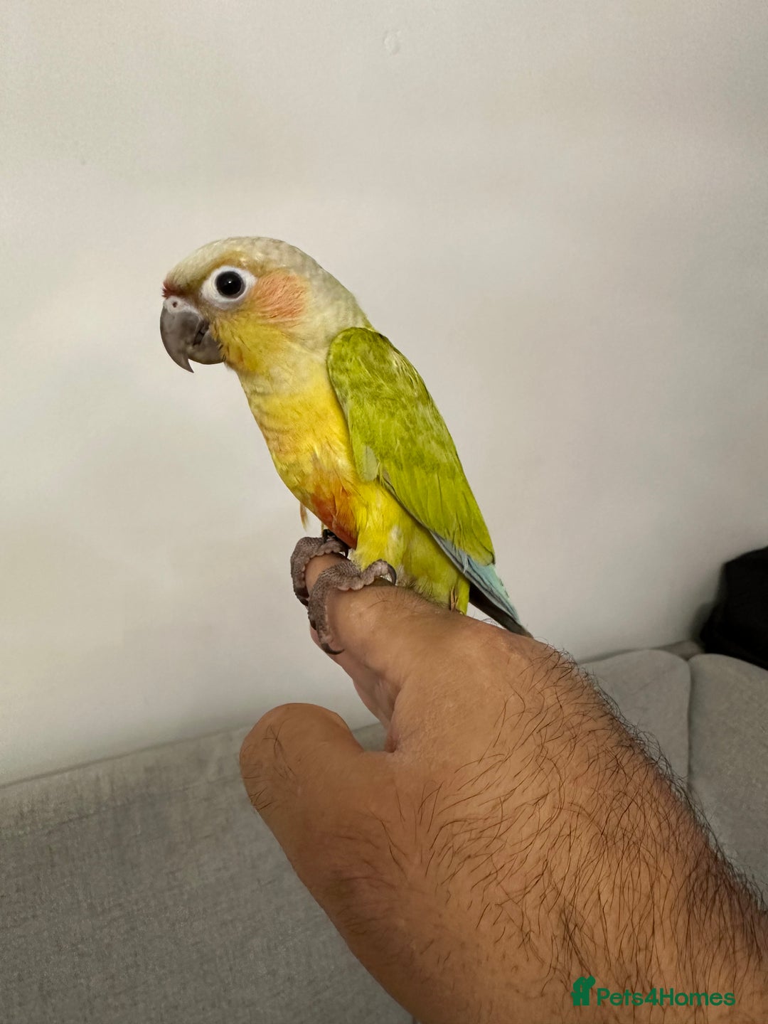 Parakeets birds for sale: Baby silly tame hand reared conures  - Image 3