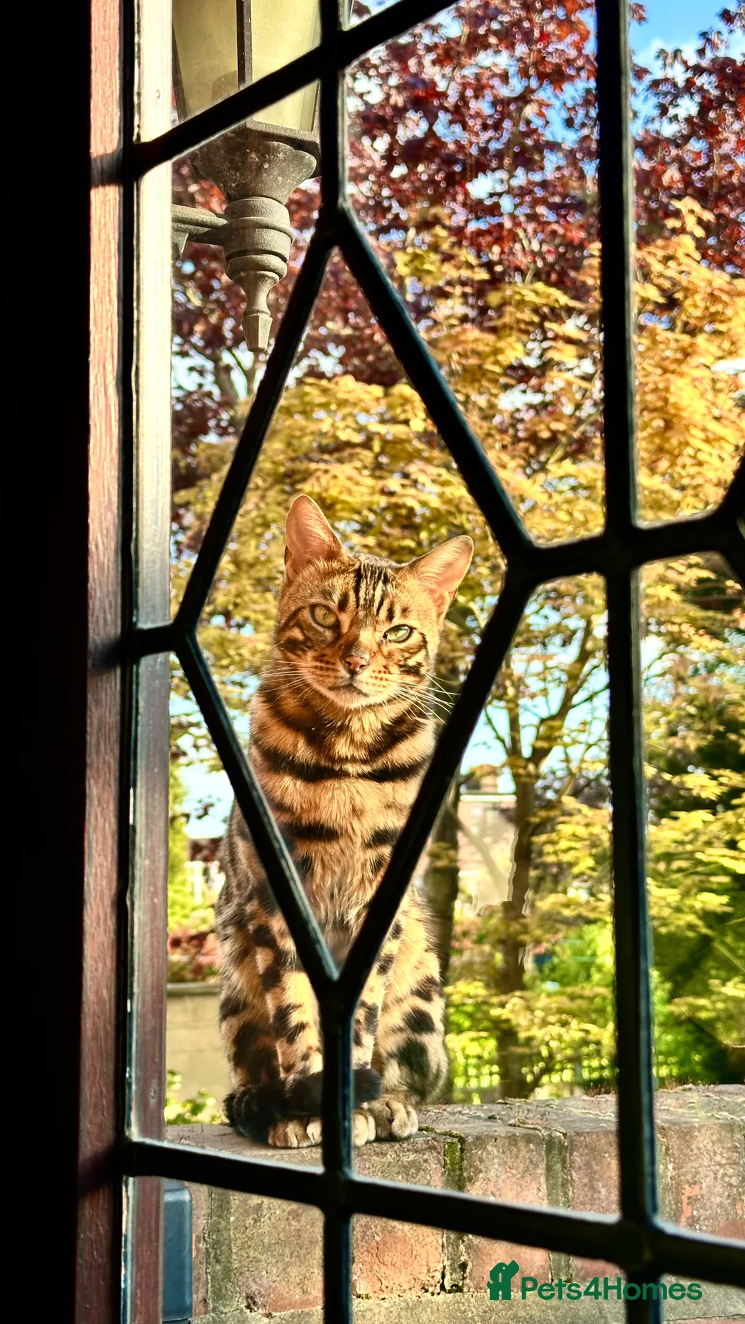 Bengal cats for sale: Looking for a loving forever home for Rusik - Advert 7