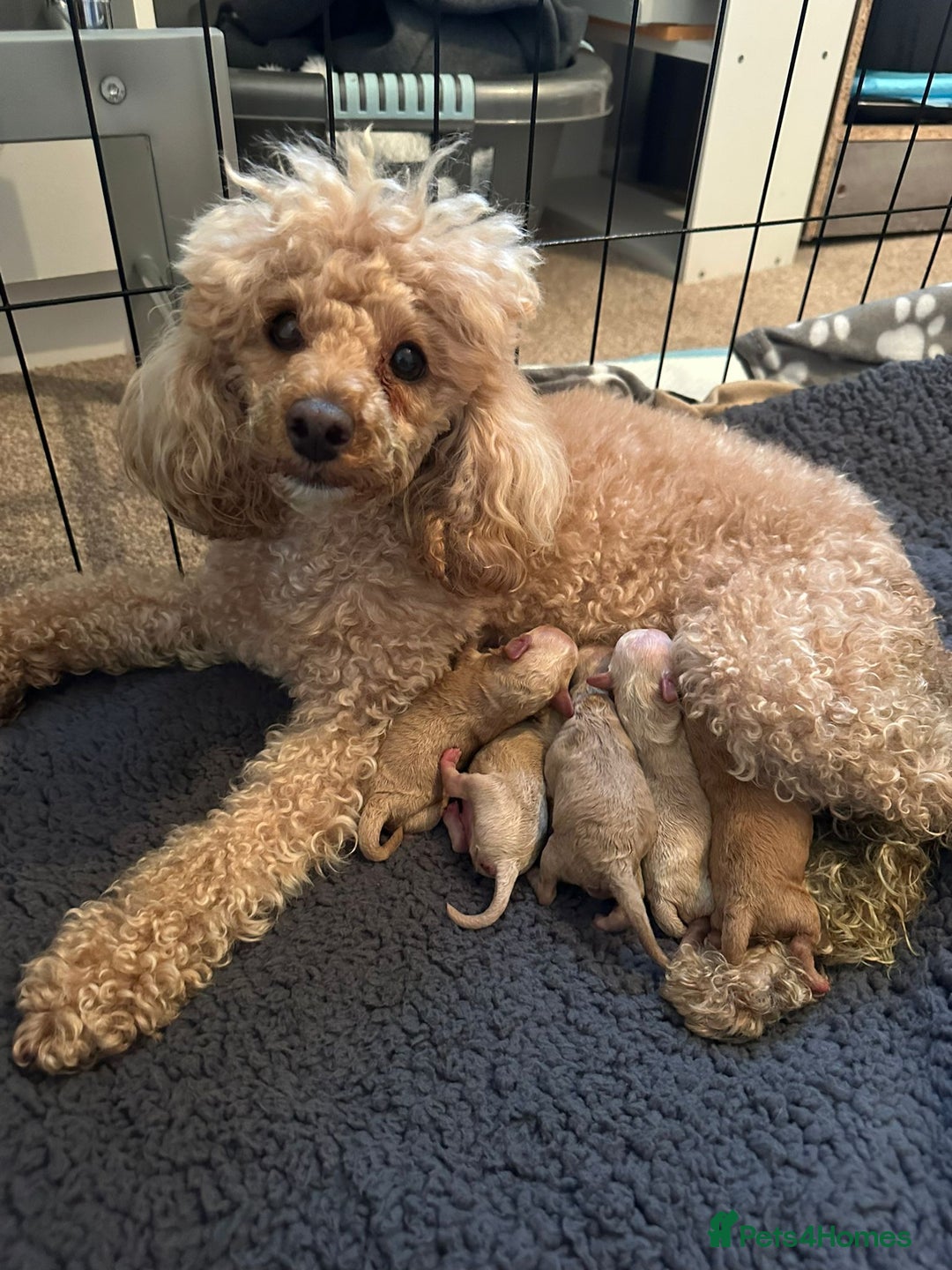 Poodle dogs for sale: TOY   POODLE PUPPIES 🐶 FOR SALE 🐾🐾🐾 - Advert 7