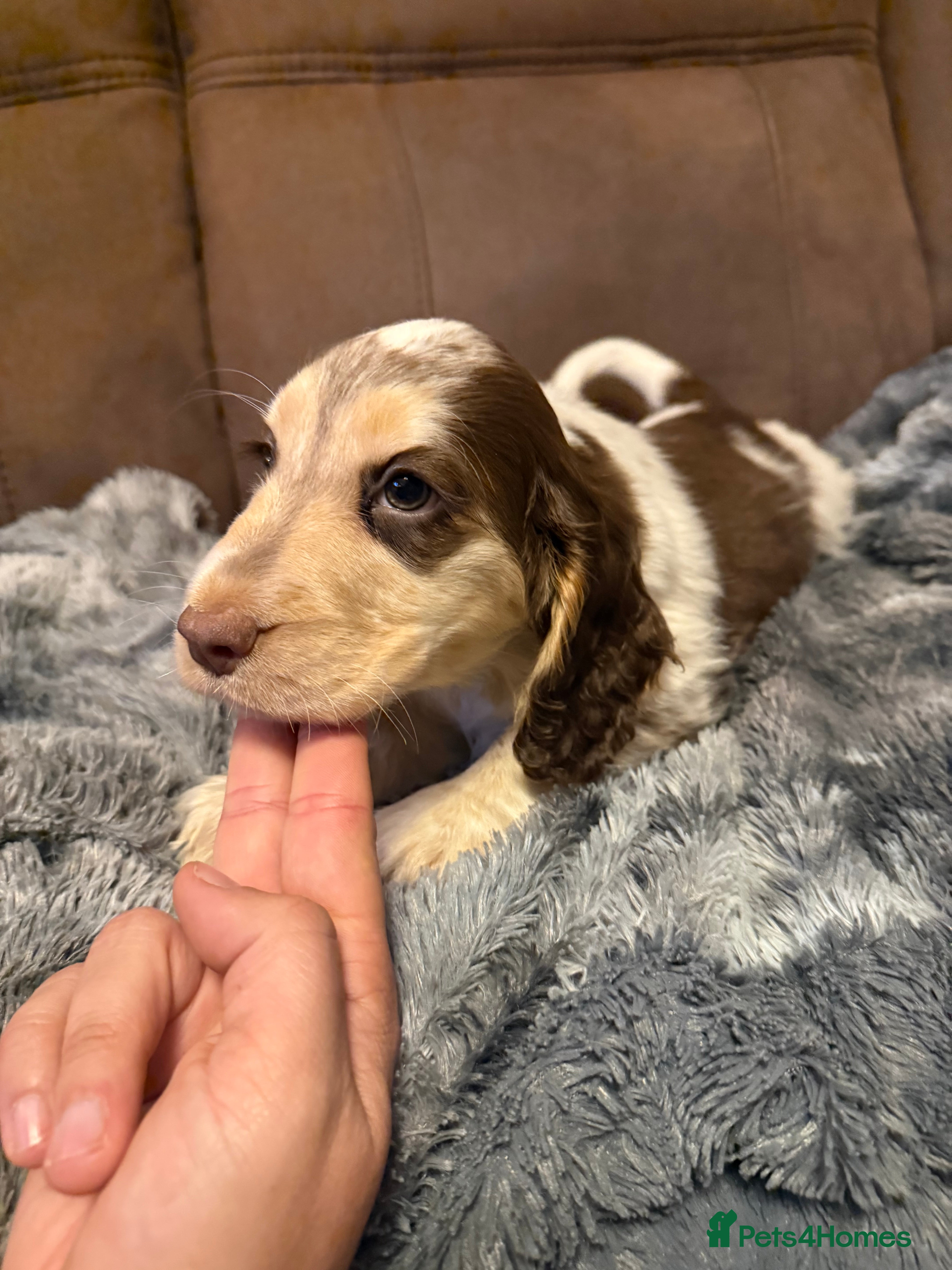 Cocker Spaniel dogs 1 boy and 1 girl KC reg show type stunners  - Advert 2