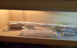 Bearded Dragon reptiles for sale: Male bearded dragon 3 years old full set up - Image 11