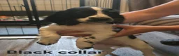 Sprocker dogs for sale: 5 beautiful girls and 2 beautiful males - Advert 8