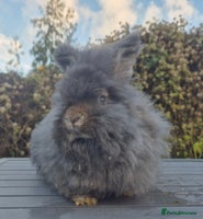 Angora rabbits 💙READY NOW 💙Beautiful angora boy💙 - Advert 2
