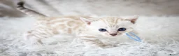 Bengal cats for sale: Stunning Silver Snow ❄️ Bengal Kittens  - Advert 14
