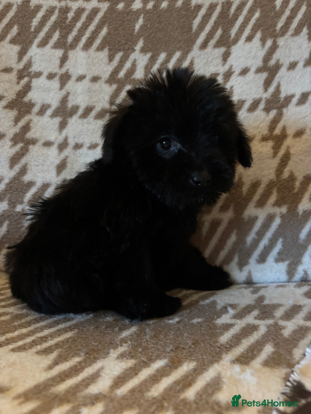 Mixed Breed dogs for sale: Truly special Schnoodle pups *unique colouring* - Advert 22