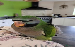 Parakeets birds for sale: Hand reared derbyan - Image 2