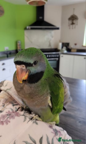 Parakeets birds - Advert 4