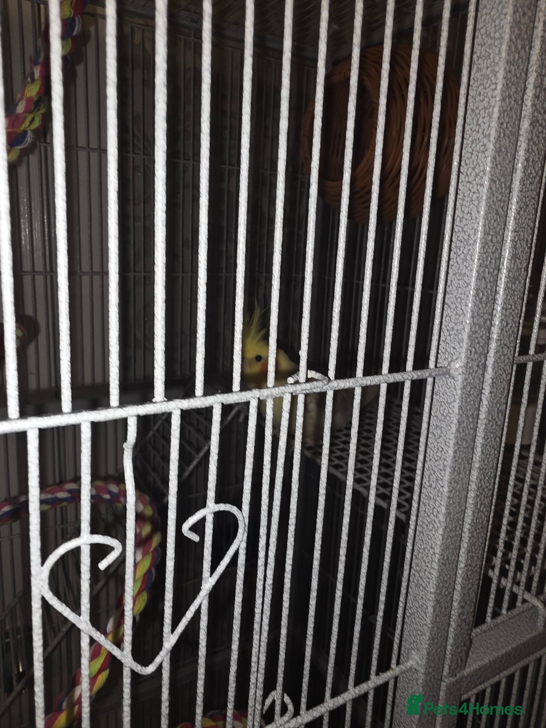 Cockatiels birds for sale: Male cocktails - Advert 5