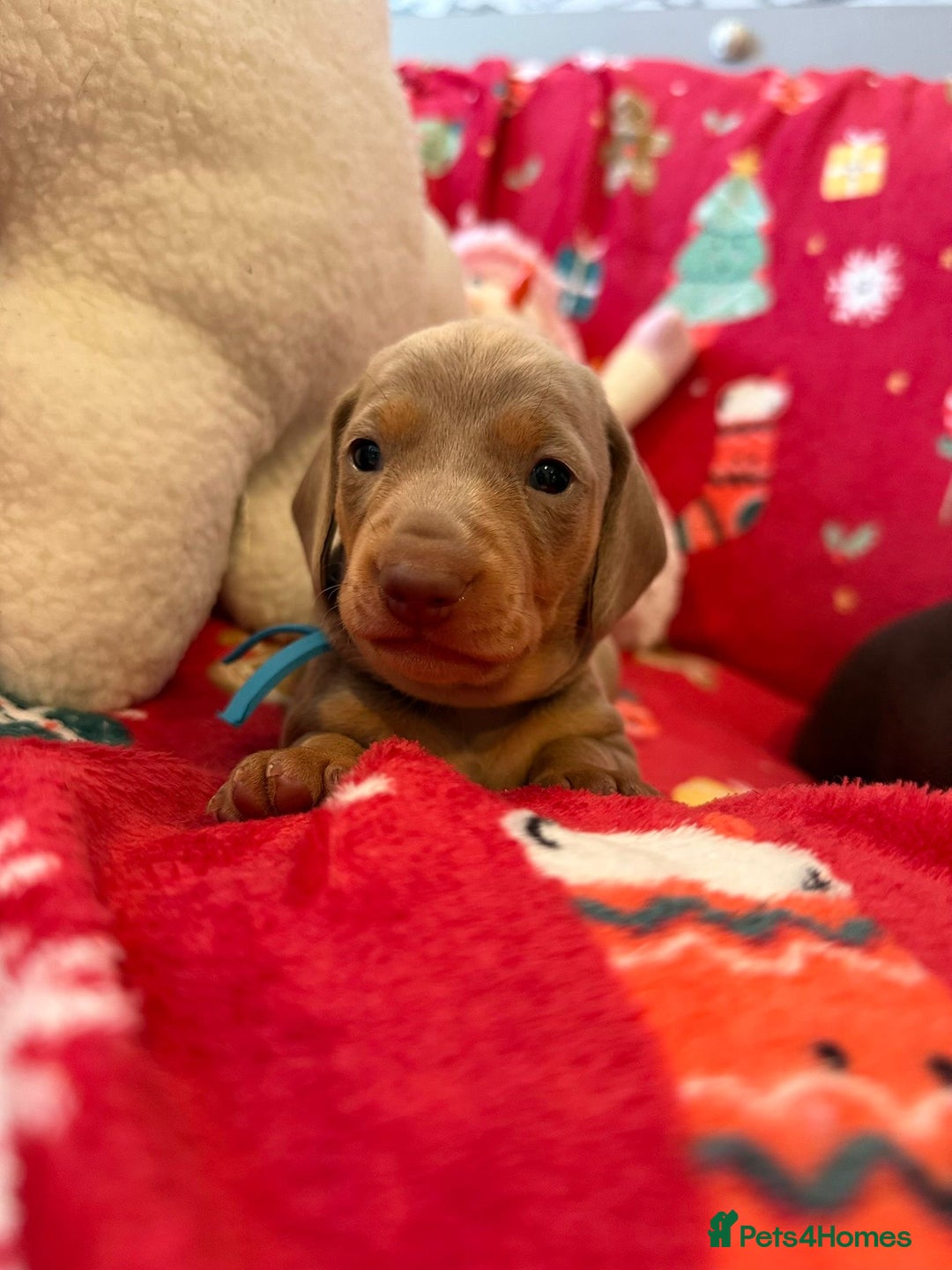 Dachshund dogs for sale: Health Tested Parents Dachshund Puppies   - Advert 23