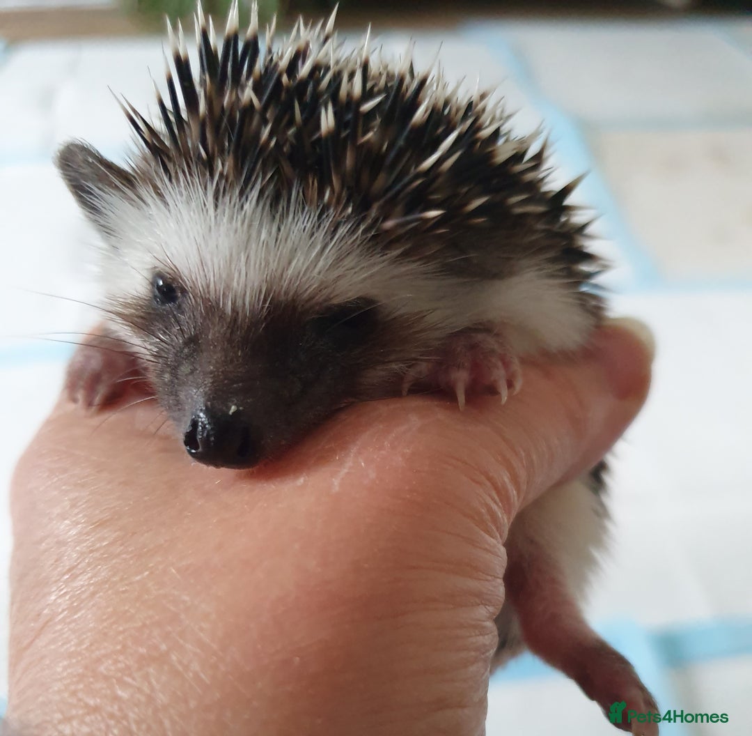 Pygmy Hedgehog rodents for sale: Full pedigree Baby African pygmy hedgehog  - Image 10