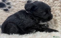Miniature Schnauzer dogs for sale: Miniature schnauzers pups - Image 14