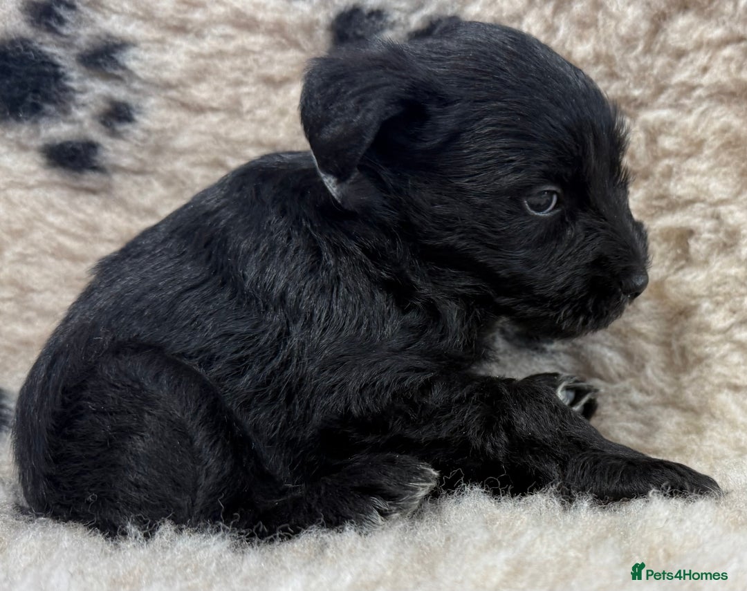 Miniature Schnauzer dogs for sale: Miniature schnauzers pups - Image 14
