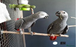 Parrots birds for sale: Super Tamed African Grey Parrots With Cage. - Image 5