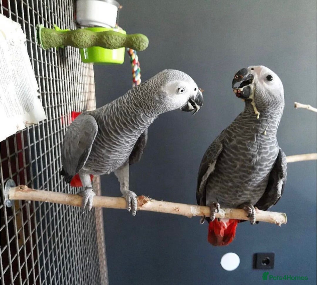 Parrots birds for sale: Super Tamed African Grey Parrots With Cage. - Image 5