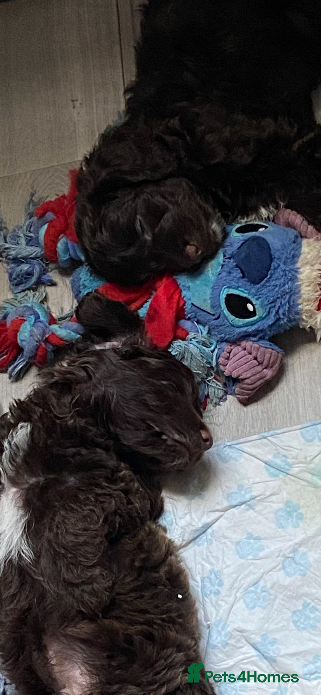Cockapoo dogs for sale: last F1 boy ready now - Image 5