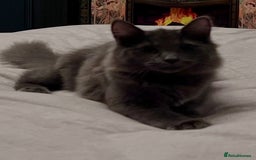 Maine Coon cats for sale: Maine coon female mix 4 months old - Advert 3