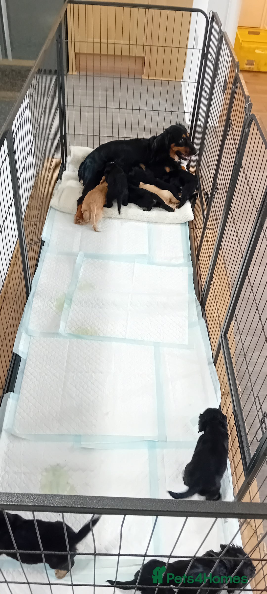 Cocker Spaniel dogs for sale: QUALITY COCKER SPANIAL PUPPIES VARIOUS COLOURS - Image 7