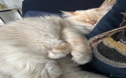 Siberian cats for sale: Loving Siberian Male for rehoming - Image 5