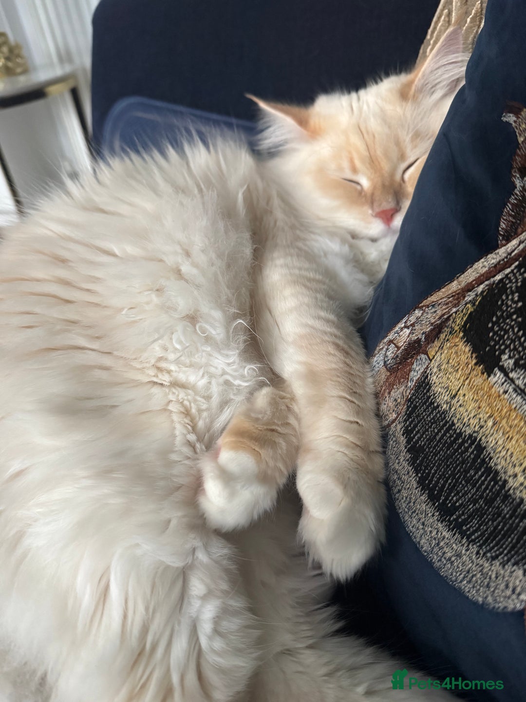 Siberian cats for sale: Loving Siberian Male for rehoming - Image 5