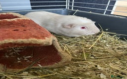 Guinea Pig rodents for sale: Stunning guinea pig needing companions - Image 5