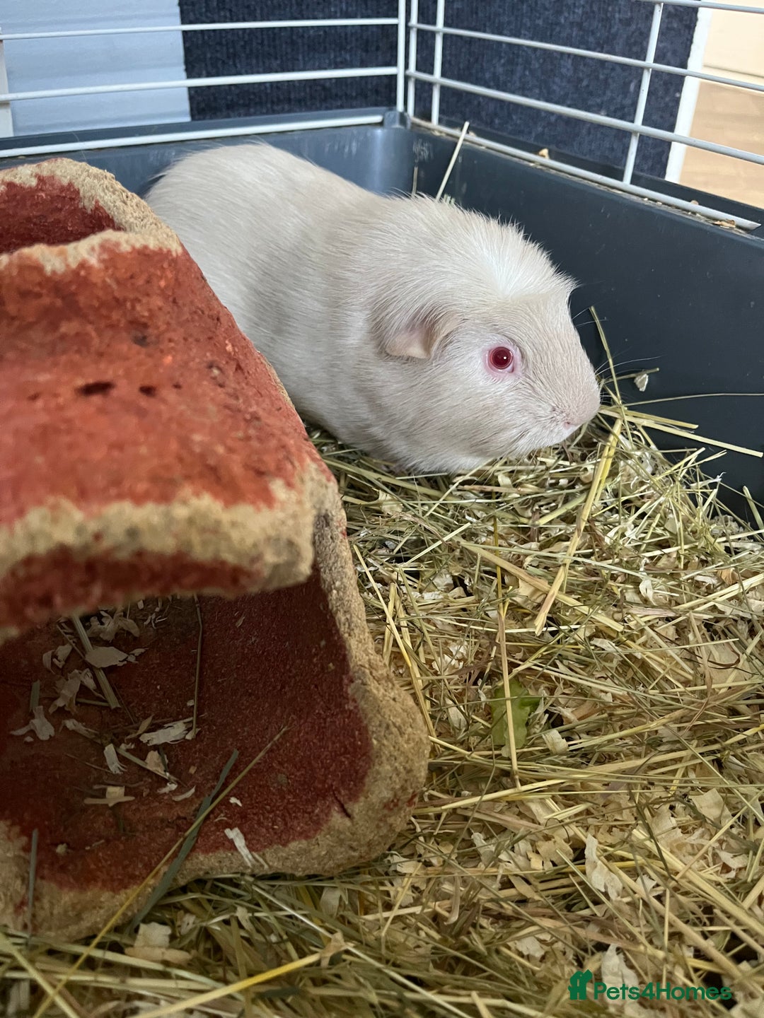 Guinea Pig rodents for sale: Stunning guinea pig needing companions - Image 5