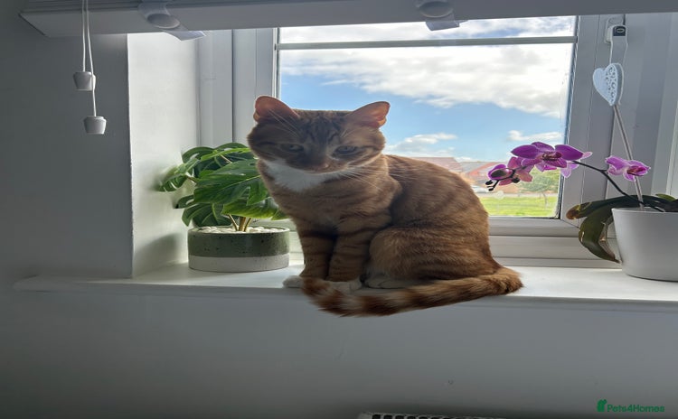 Mixed Breed cats - Advert 7