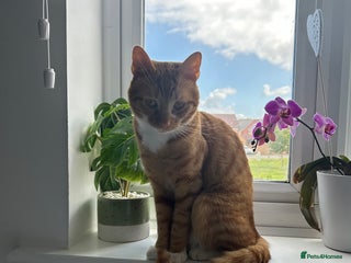 Mixed Breed cats for sale - Advert 1