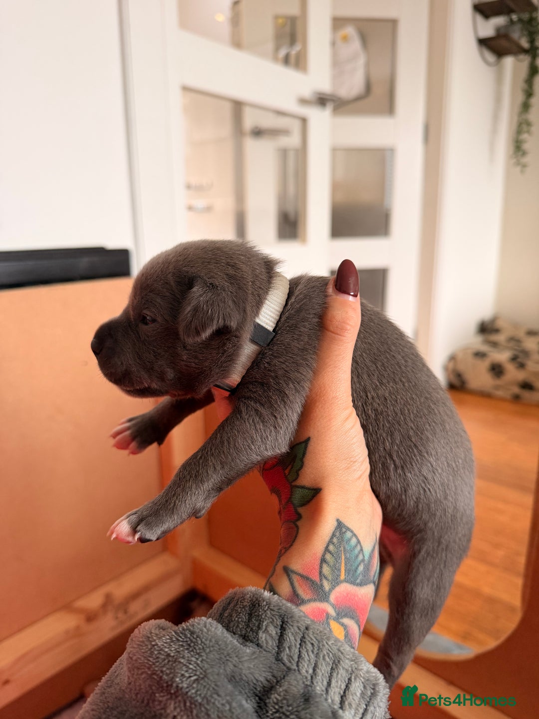 Staffordshire Bull Terrier dogs for sale: 💙Blue x Rare Fawn Staffordshire Bull Terrier Pups - Advert 11