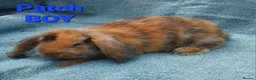 Mini Lop rabbits for sale: 5 Beautiful Baby Mini Lops - Advert 2