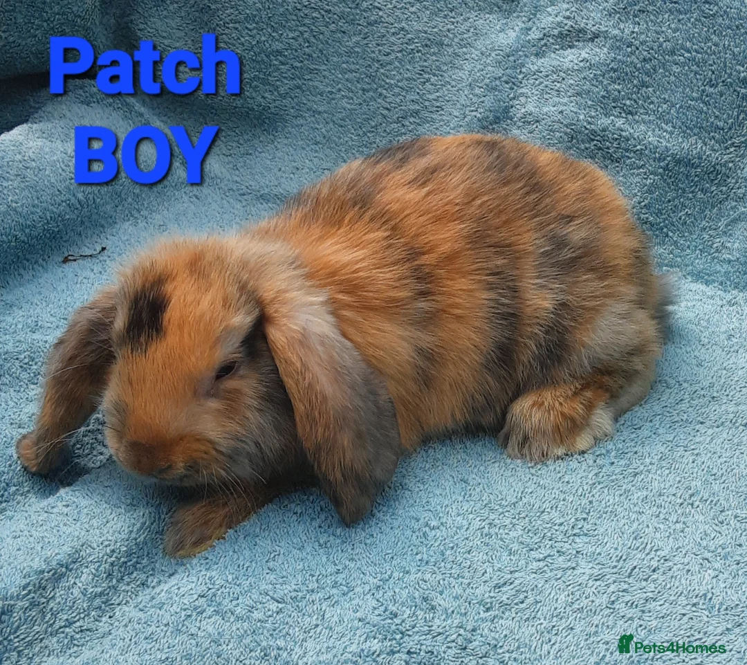 Mini Lop rabbits for sale: 5 Beautiful Baby Mini Lops - Advert 2