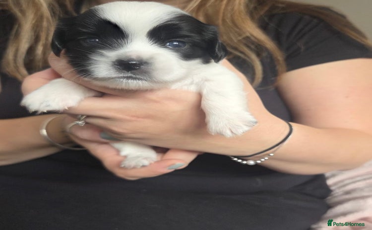 Mixed Breed dogs - Advert 3