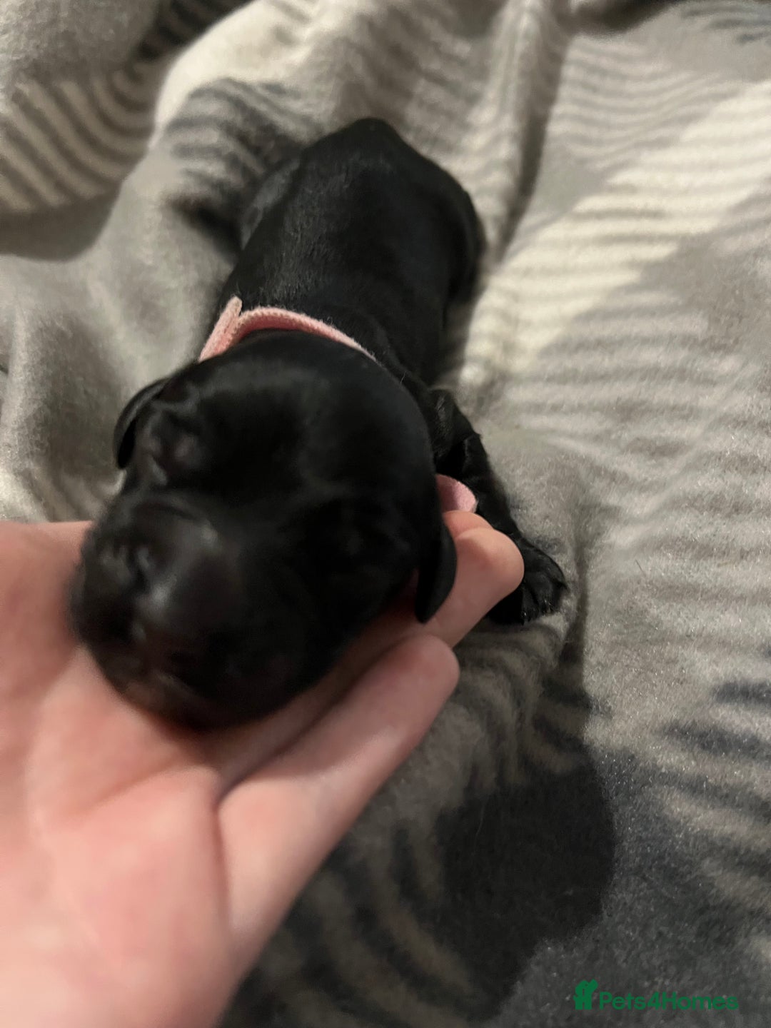 Cockapoo dogs for sale: F1B Cockapoos🐶 - Image 3