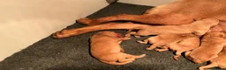 Labrador Retriever dogs for sale: KC Red Labrador pups for sale  in Kidderminster - Advert 7