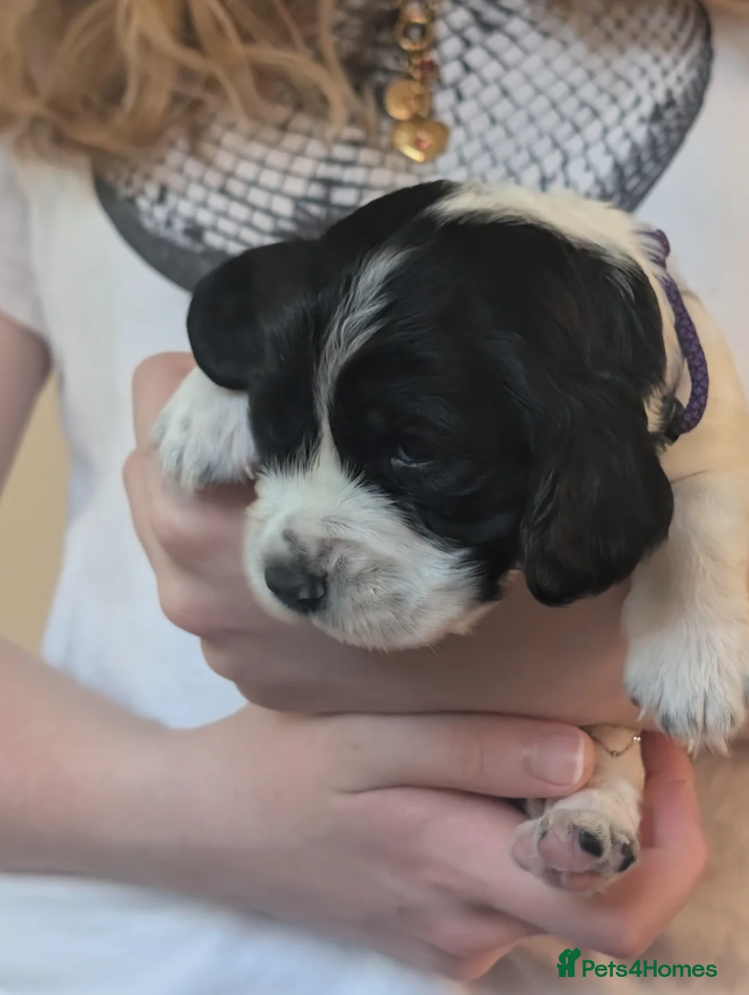 Cocker Spaniel dogs for sale: Mrs Michelle kemp  - Advert 2