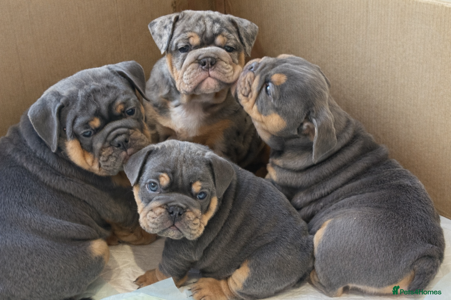 Olde English Bulldogge dogs Olde English Blue Merle Tri Puppies - Advert 1