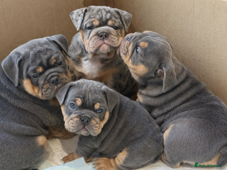 Olde English Bulldogge dogs Olde English Blue Merle Tri Puppies - Advert 13