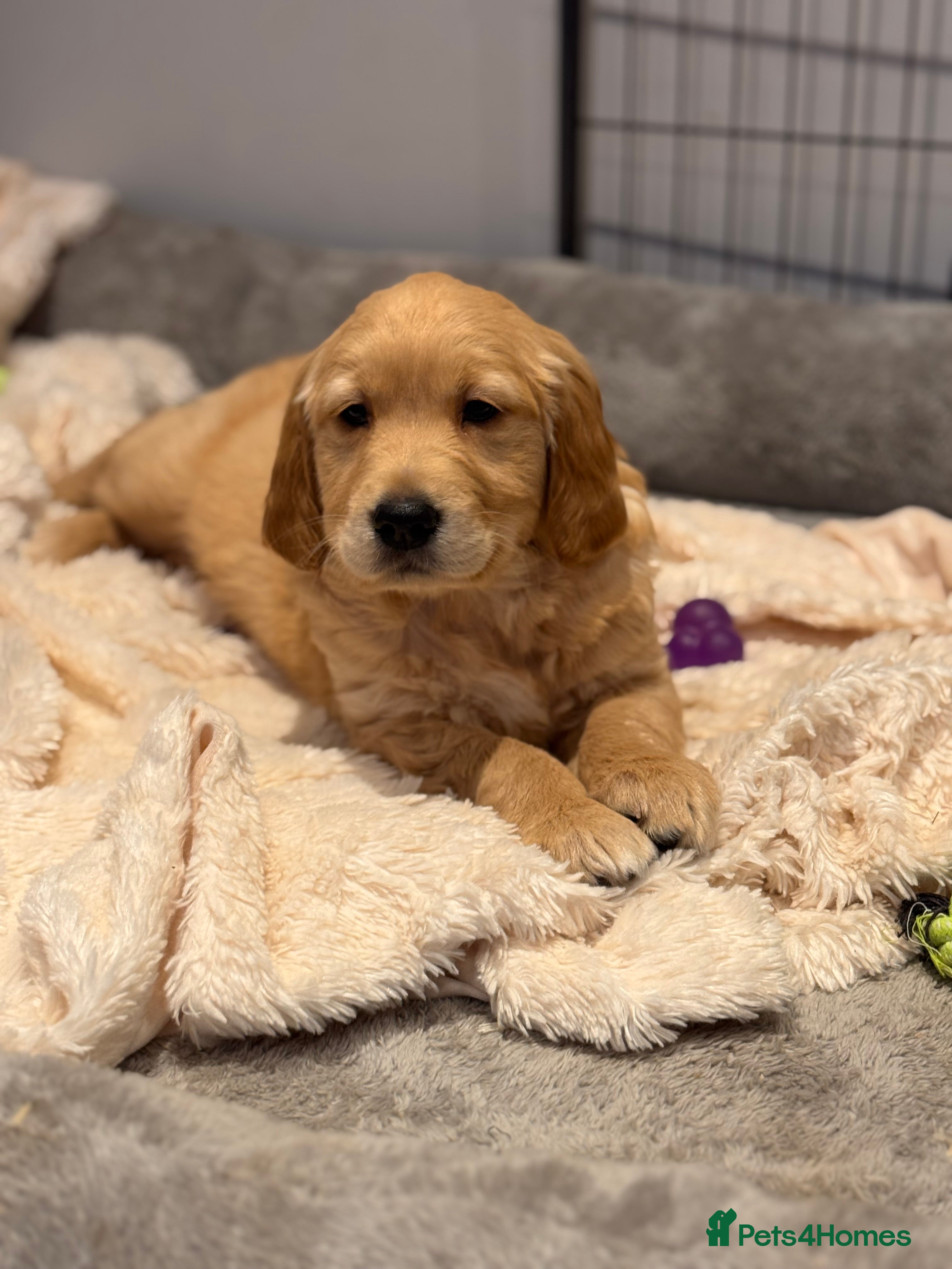 Golden Retriever dogs 1 Beautiful KC Golden Retriever Boy Health tested - Advert 2