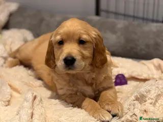 Golden Retriever dogs 1 Beautiful KC Golden Retriever Boy Health tested - Advert 2