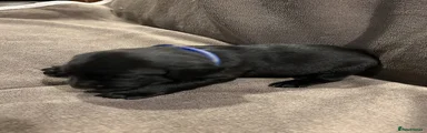 Springador 1
