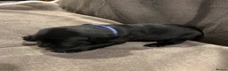 Springador dogs for sale: Springador pups - Advert 21