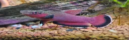 Bettas fish for sale: Betta Channoides (pair) - Advert 1