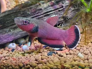 Bettas fish Betta Channoides (pair) - Advert 8